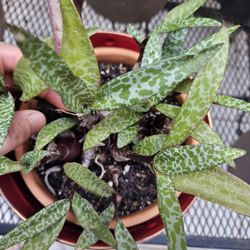 Plant