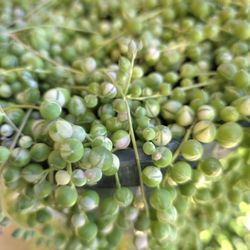 🌿Variegated String of Pearls🦋