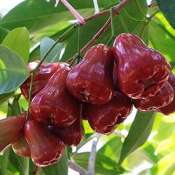 Thai Wax Apple Plant 