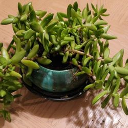 HEALTHY SEDUM SUCCULENT PLANT IN A CERAMIC 6"ROUND POT NEEDS A NEW HOME 