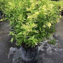 Night Blooming Jasmine Plant 🪴 3gal Plantas Del Galan De La Noche 
