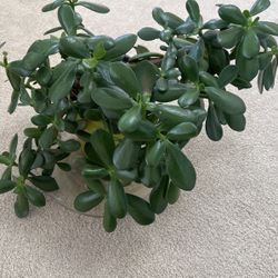 Jade Tree