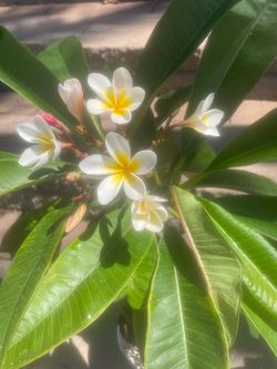 YELLOW PLUMERIA