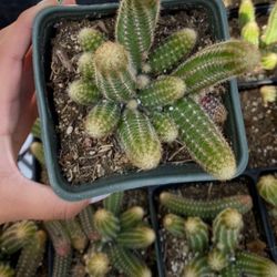 Peanut Cactus in 4" Pot