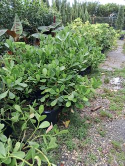Clusia privacy hedges starting from $4.50