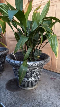 Plants for sale/bonitas plantas y baratas