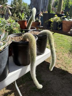 Cactus 🌵 