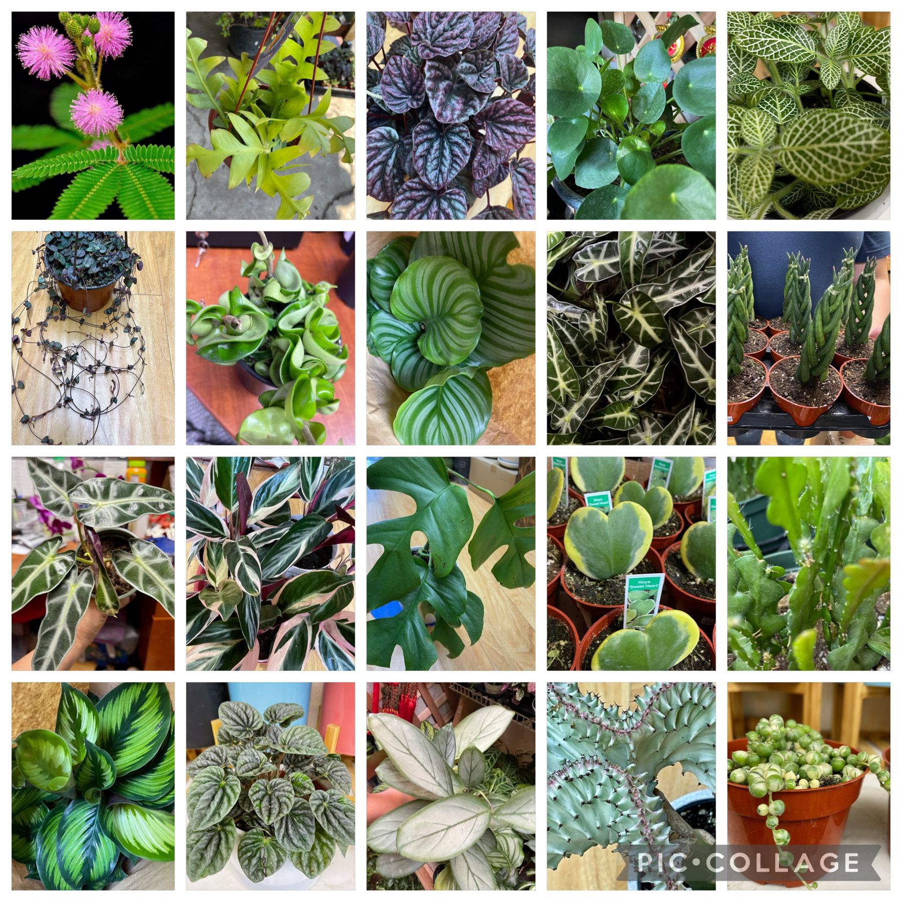 New Indoor Outdoor Plants Arrived $10-30