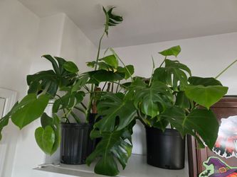 Split leaf Monstera Live Plant