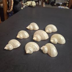 Set Of 8 Natural Double Chambered Seashell Fabric Slides For Scarves, Napkins Or Crafting - Boho-Chic Decor