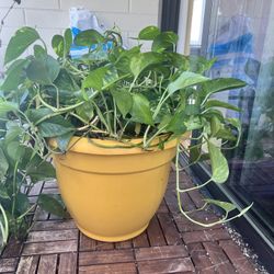 Live Money Plant