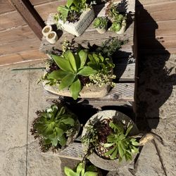 Hypertufa Pots , Succulents, Candle Plants And More