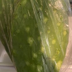 Nopales a la venta 4 dollars for a bag today buy 6 bag or more