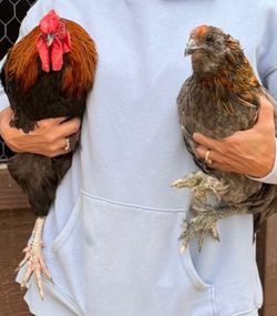 Roosters