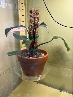 Pink Princess Philodendron