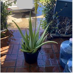 Large 5 gallon Aloe Vera plants