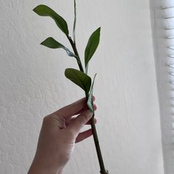 Zz Plant 