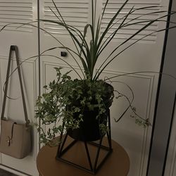 NEW! Real Plant Plants Combo tall grass (30”w  x 12” wide greenery)