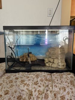 Turtle Tank + More