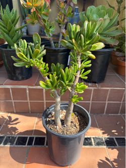Gollum Jade Succulent Plant