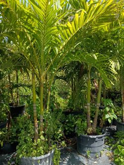 Christmas Palms over 8 feet tall instant privacy hedge for fence all sizes available