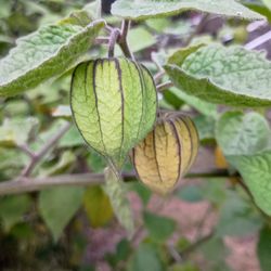 Fresh Organic Gooseberry (Golden Berries)