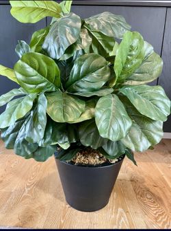 Large Planter And Silk Tree.