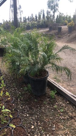 Robellini (Pygmy Date) Palm