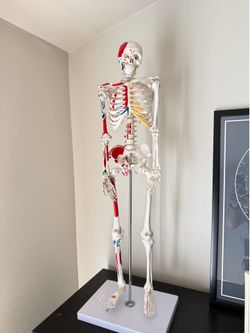 Anatomy Skelton 32” tall with muscle attachments