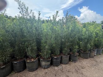 podocarpus