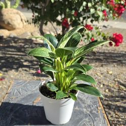 Phillodendron Birkin #2