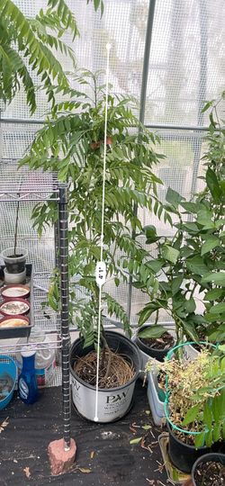 Huge Curry Plant 4 Ft Very Healthy