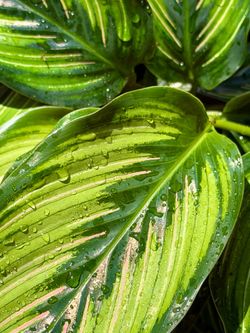 4” Calathea Beauty Stripe 💚🩷🤍