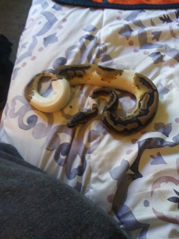 Piebald Ball Python