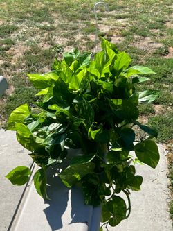 Pothos Plant Indoor Plant for Home Office Gift