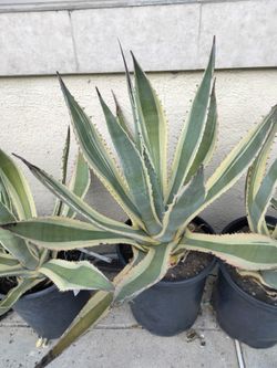 Agave plant