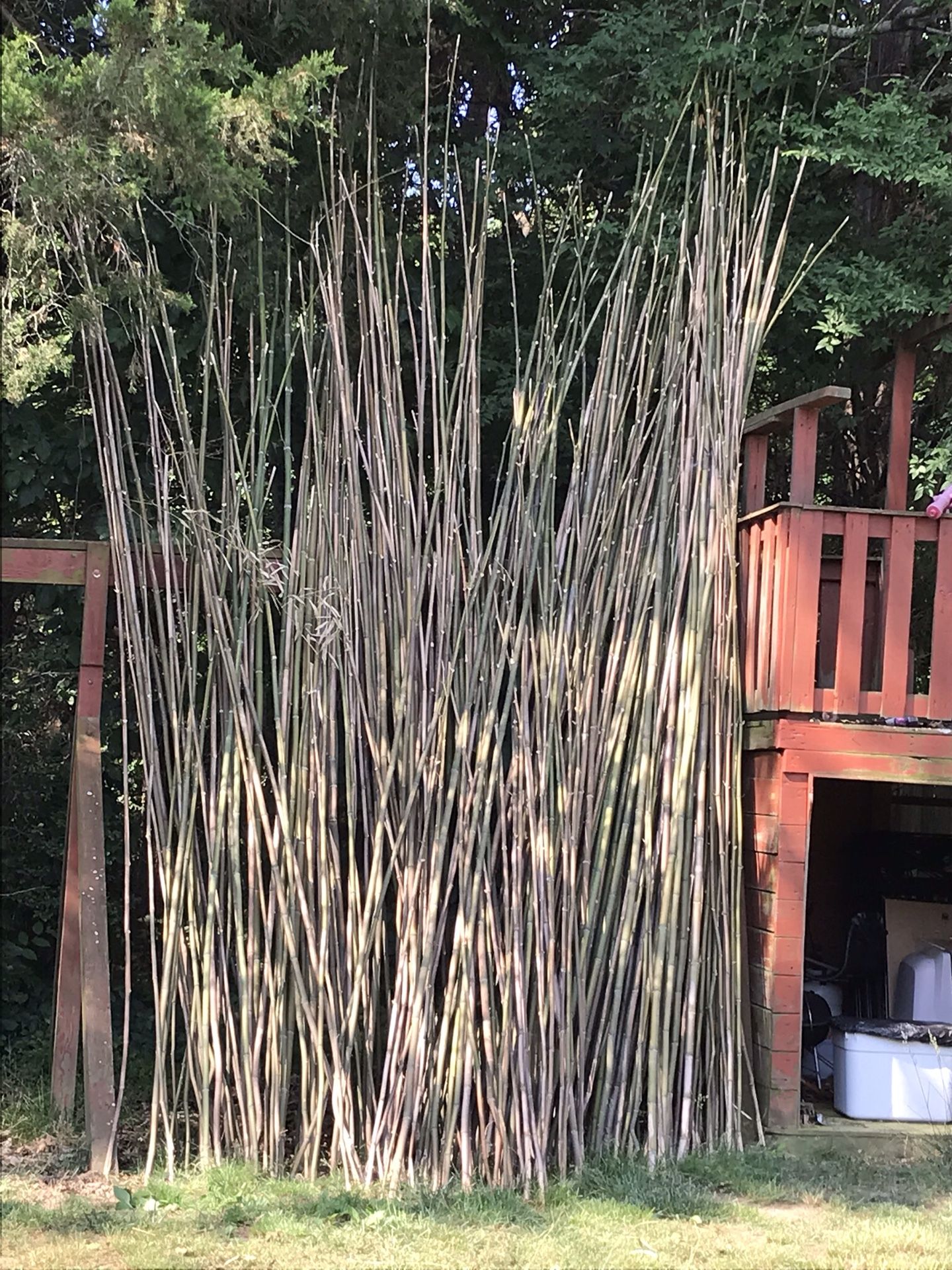 Free bamboo