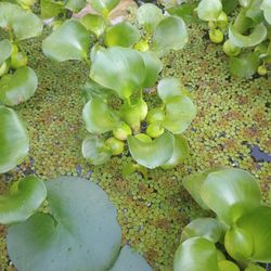 Water hyacinth