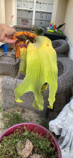 Staghorn clippings make offer
