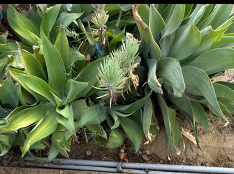 Fox tail agave