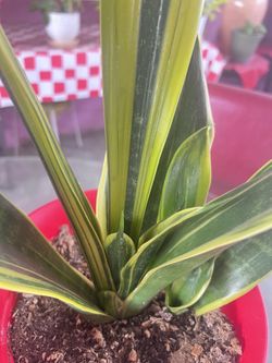Variegated Snake  Plant