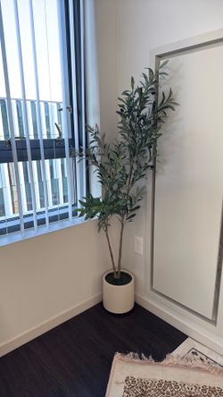 Olive tree very good condition