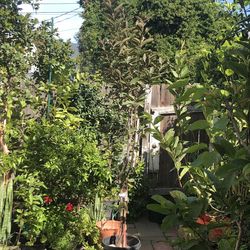 Fruited Malaysian Red Guava Tree  8 Feet Tall