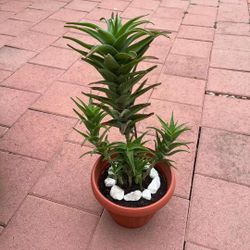 Large Tall Aloe Plant Succulent Flower In Pot Home Patio Yard Garden Lawn Design Natural 