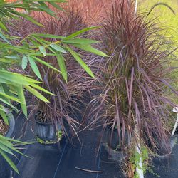 Red Fountain Grass 