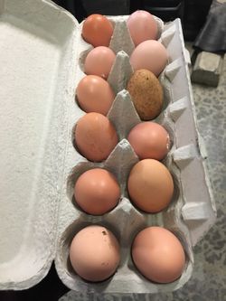 Farm fresh eggs