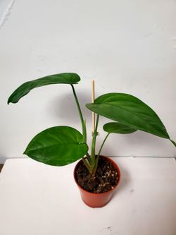 Syngonium Chiapense