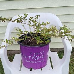 Crape Myrtle White Tree Full Sun