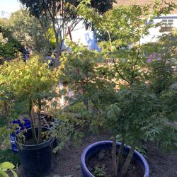 Japanese Maple Tree 