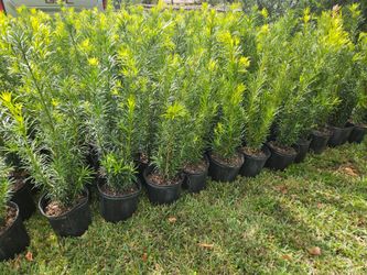 Podocarpus Instan Privacy Hedge